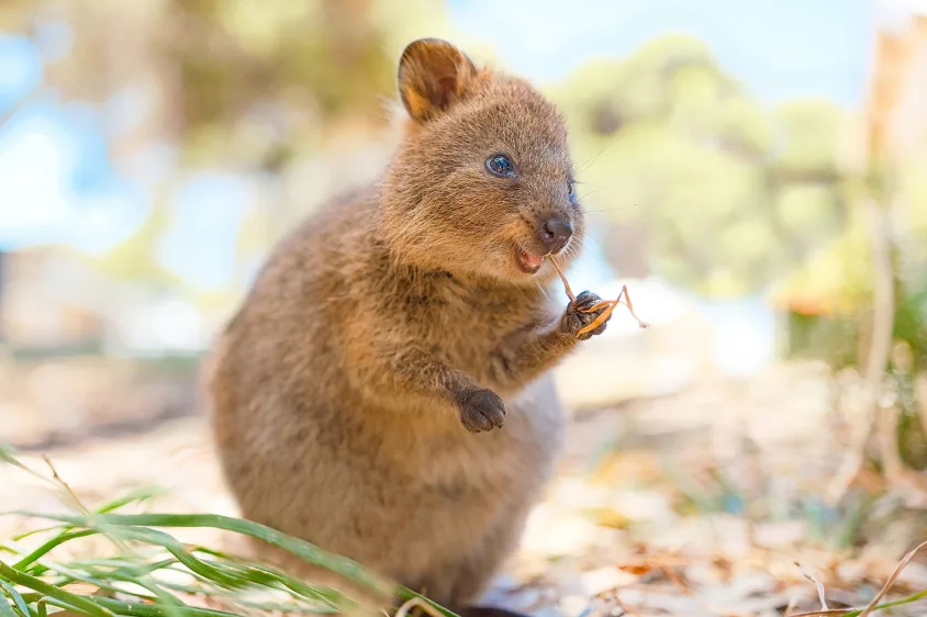 Rottnest Island Sleepover