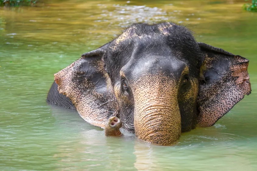 Elephants