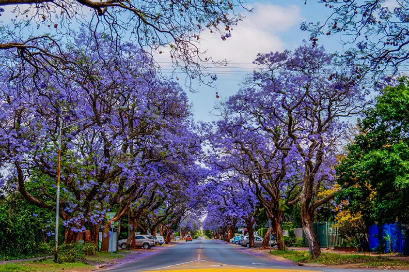 Jo'burg & Pretoria holidays