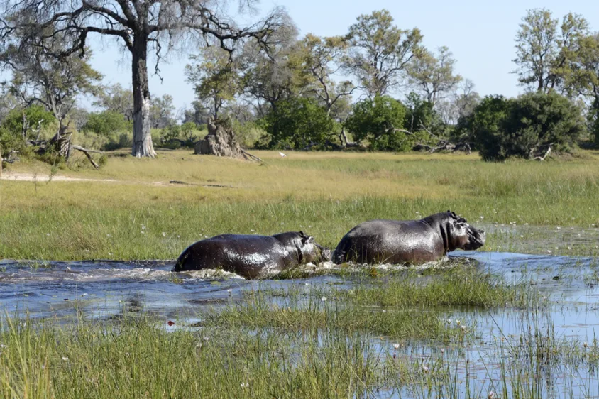 Botswana Wildlife Discovery