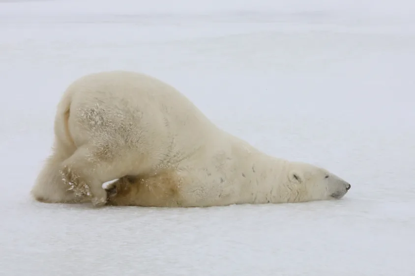 Classic Churchill Polar Bear Adventure