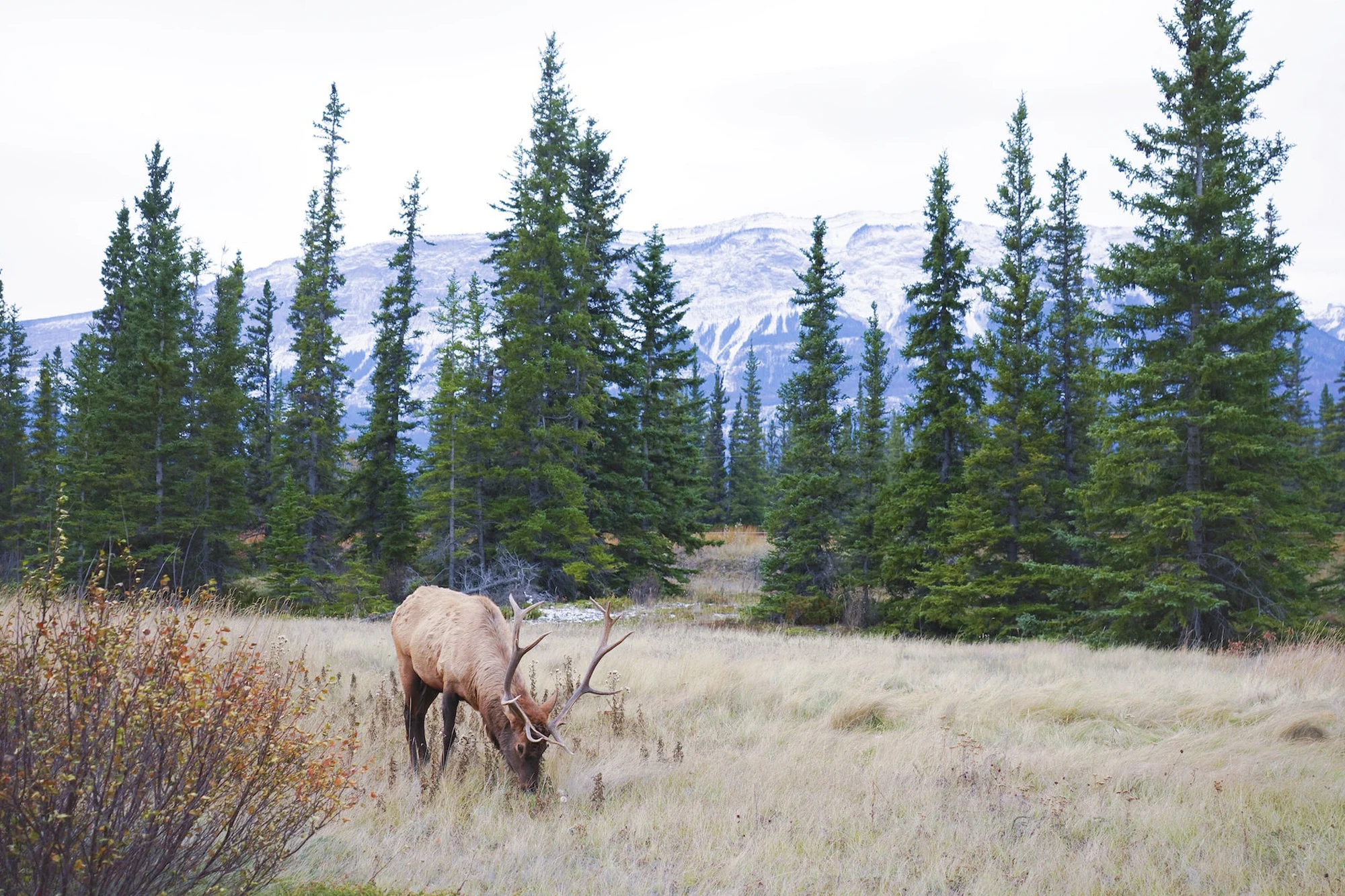 Jasper National Park holidays