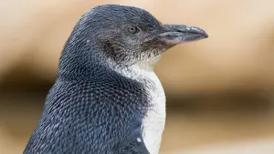 Phillip Island Penguin Parade