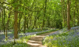 Bluebell Woods