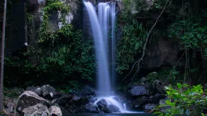 Evening Rainforest &amp; Glowworm Experience