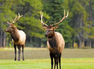 Evening Wildlife Safari