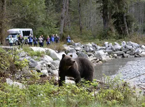 Great Bears of the Bute