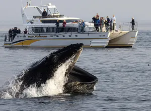 Victoria Whale Watching by Catamaran