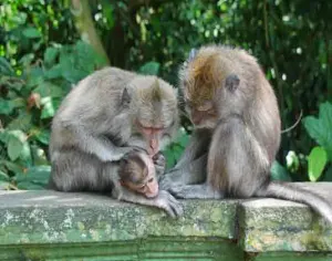 Monkey Forest, Kedaton, Tanah Lot Bali