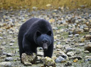 Tofino Coastal Bear Watch