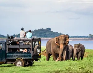 Minneriya National Park game drive