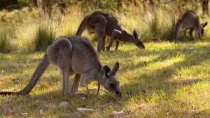 Rendezvous with Wild Kangaroos