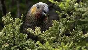 Zealandia by Day