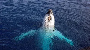 Whale Watching in Baie-Ste-Catherine