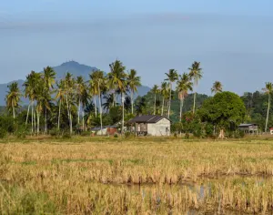 Langkawi Village Cycling Experience