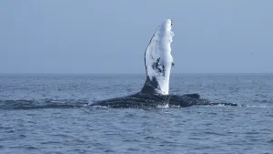 Whale Watching from Tadoussac