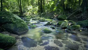 Cape Tribulation, Daintree &amp; Mossman Gorge