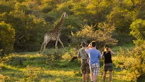 Morning Walking Safari