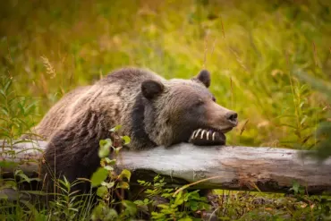 Canada with Rocky Mountaineer & Alaska Cruise