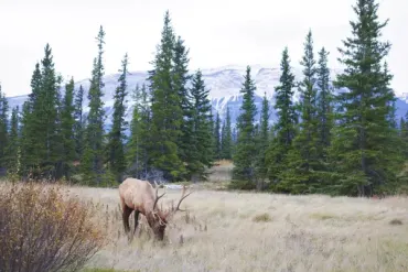 Iconic Rockies Journey