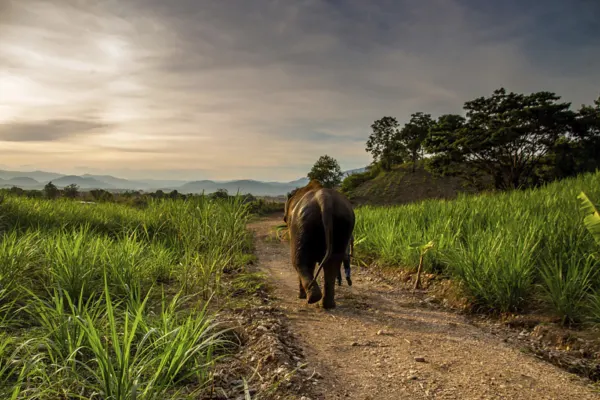 Elephant Hills holidays