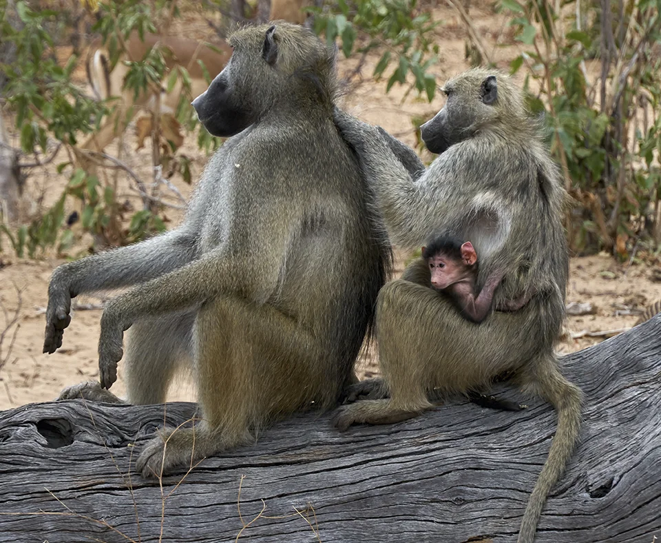 Botswana holidays