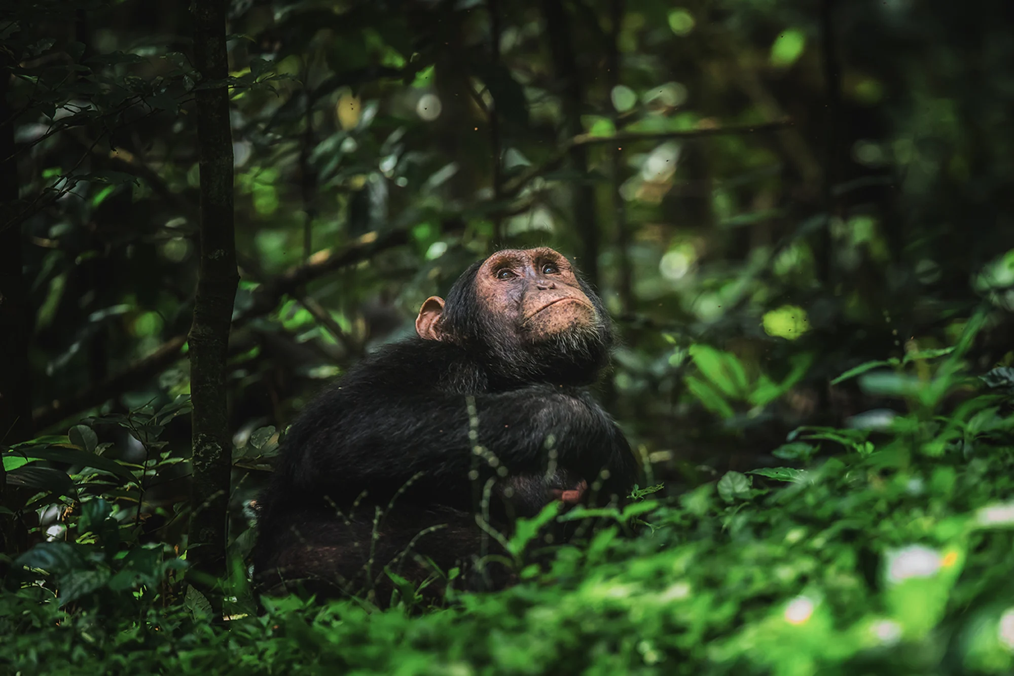 Uganda holidays