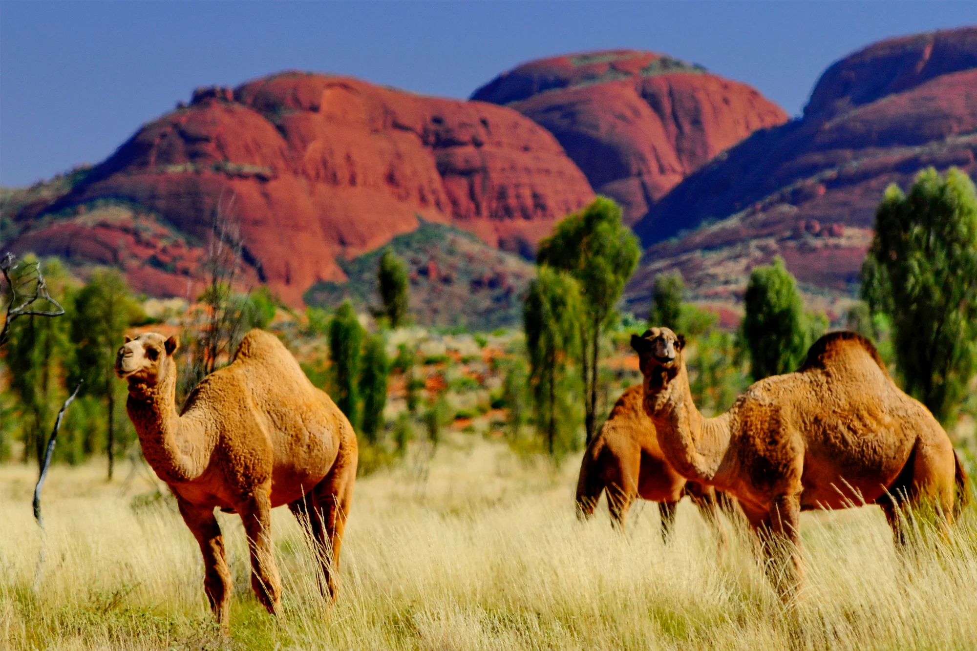 Northern Territory holidays