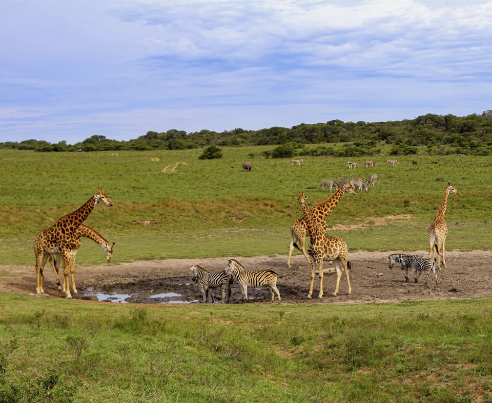 Eastern Cape Game Reserves holidays