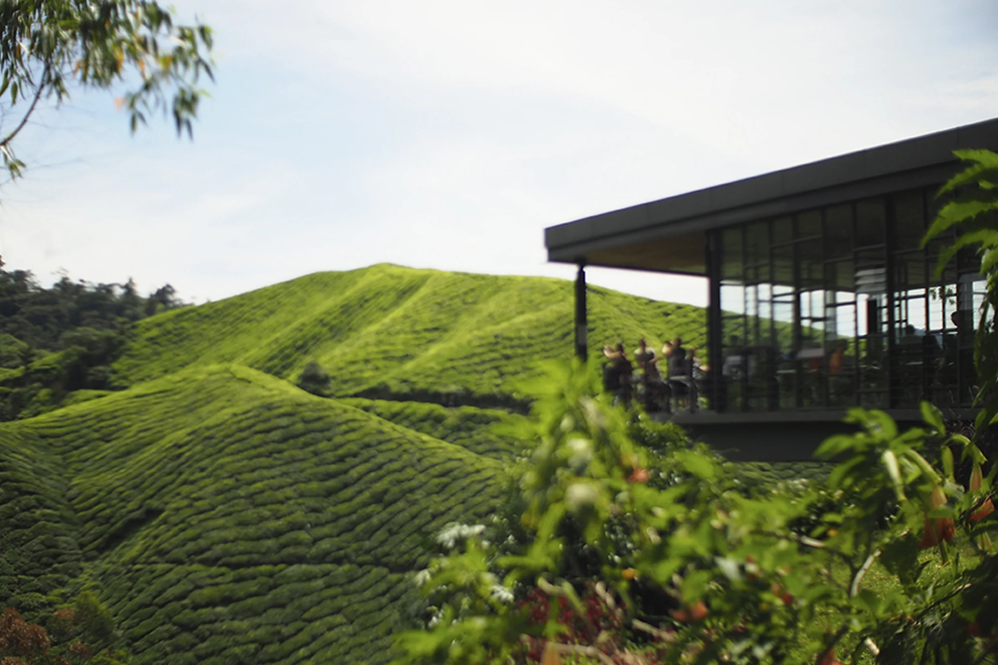 Cameron Highlands holidays