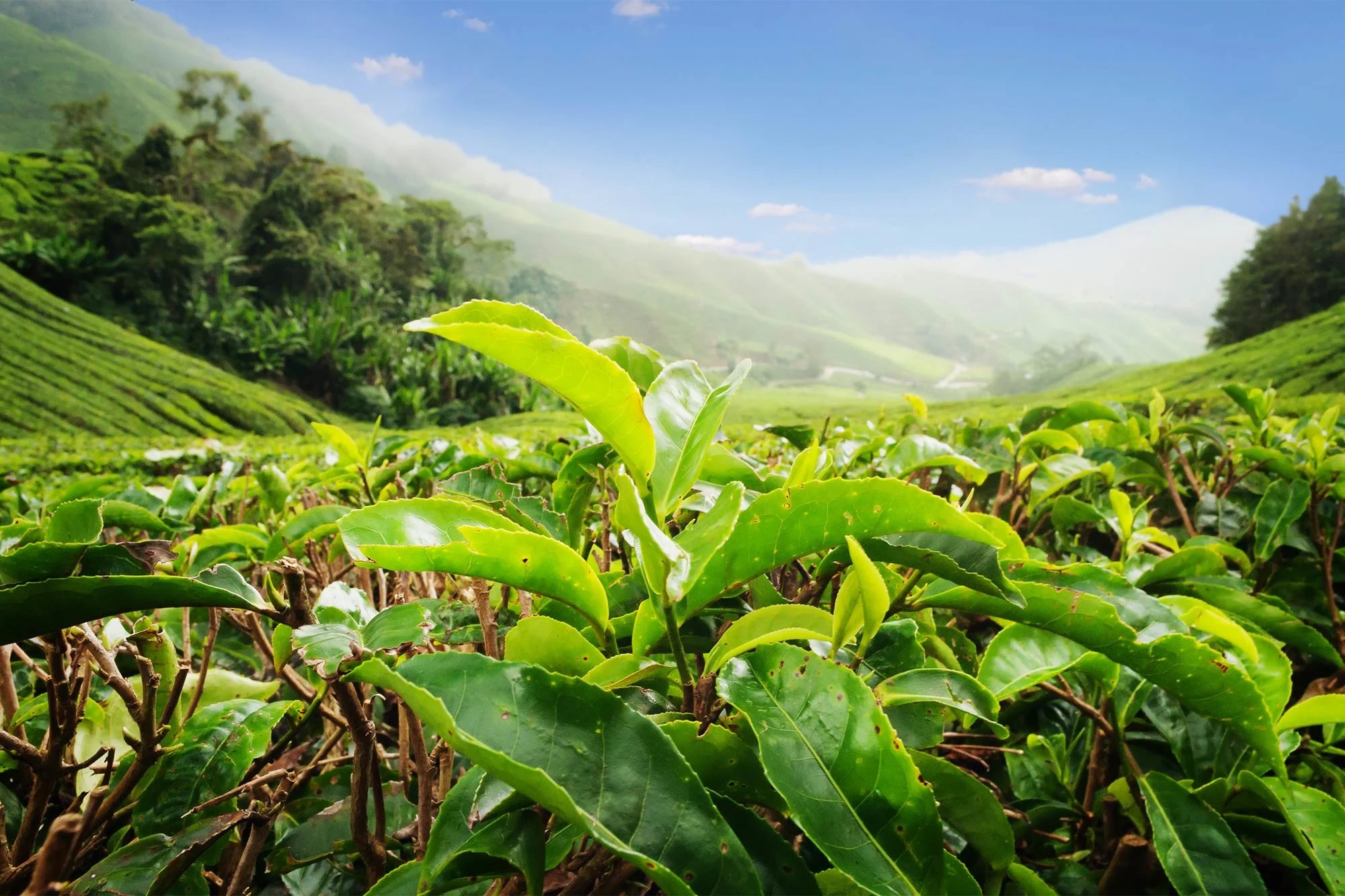 Cameron Highlands holidays