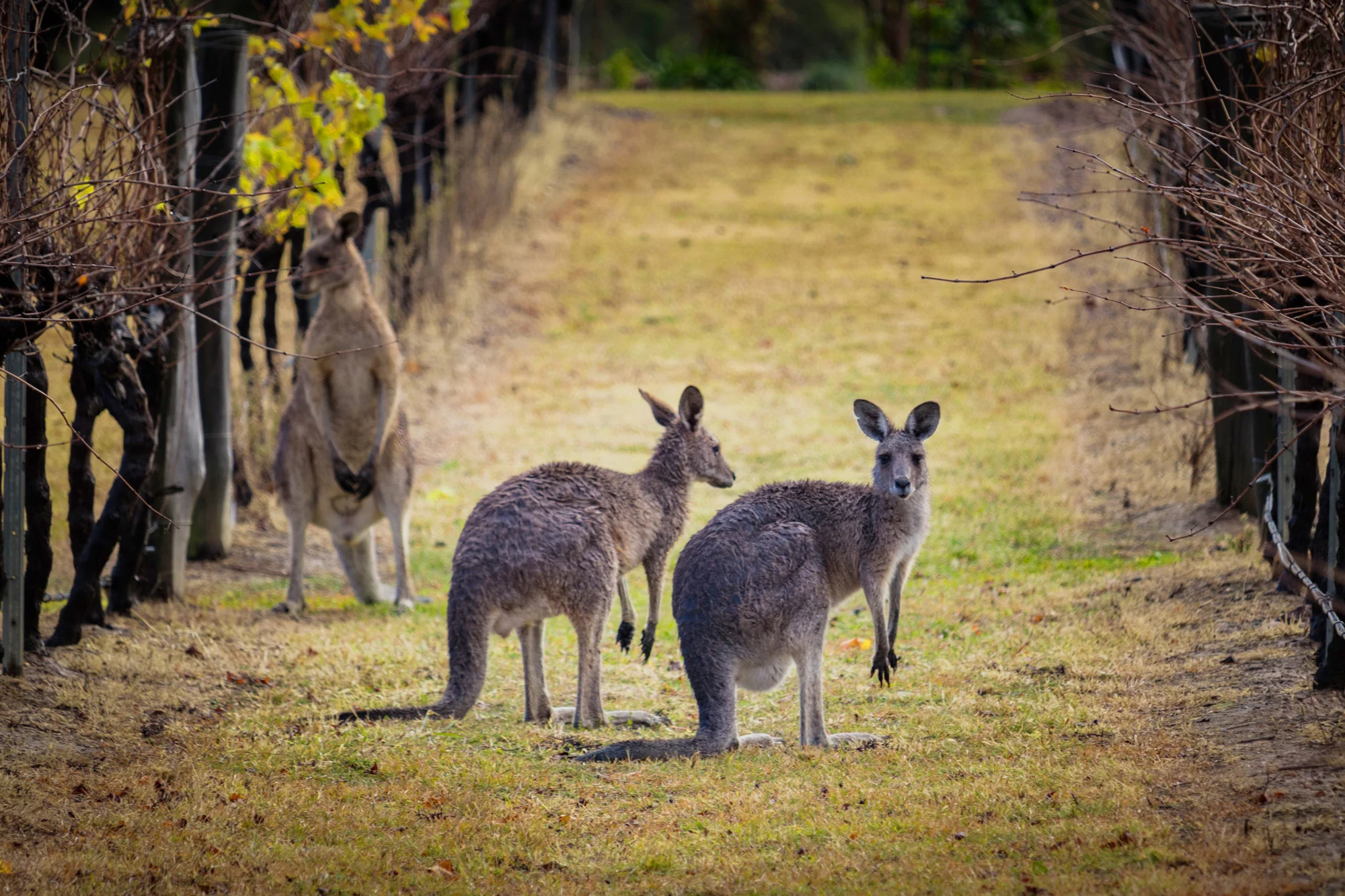 Hunter Valley holidays