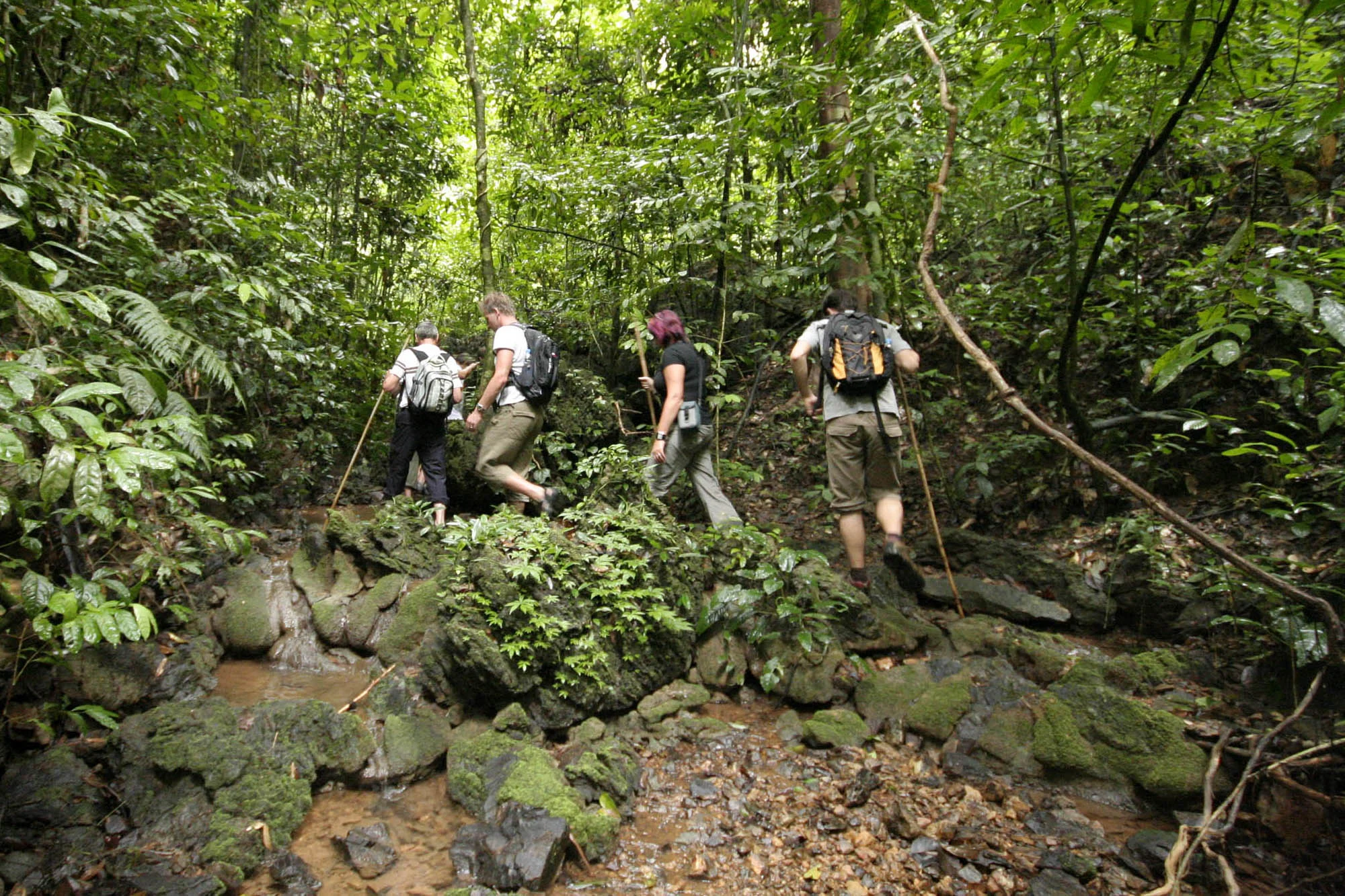 Elephant Hills Jungle Safari 