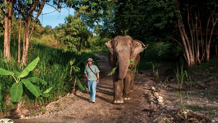 Elephant Hills Bush Camp Elephant Experience 