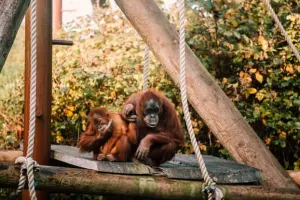 Jersey Zoo