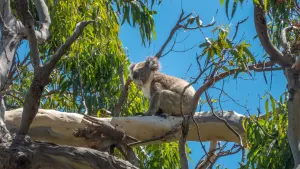 Great Ocean Road Walk with Wildlife