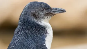 Phillip Island Penguin Parade