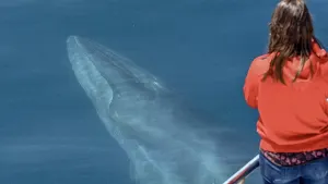 Whale & Dolphin Conservation Cruise