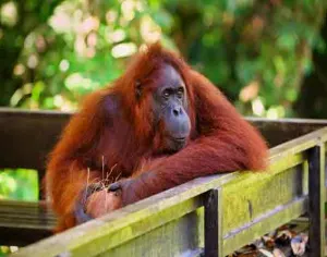Meet the Man of the Forest Sarawak