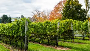 Wine &amp; Lunch Escape, Halifax