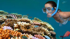 Dreamtime Snorkel Cruise