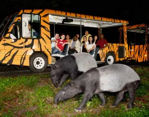 Night safari with dinner