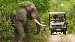 Kruger National Park Open Vehicle Safari