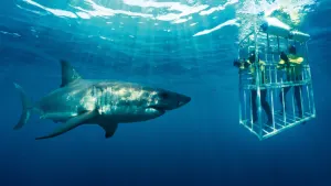 White Shark Encounter