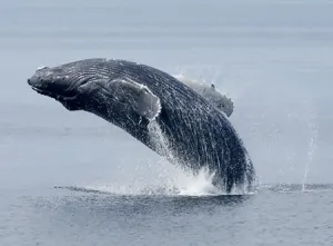 Prince Rupert Whale Watching
