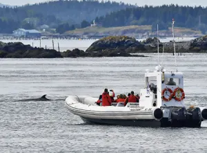 Whale Watching by Zodiac