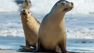 Kangaroo Island Experience