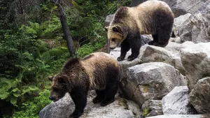 Black Bear Observation from Tadoussac