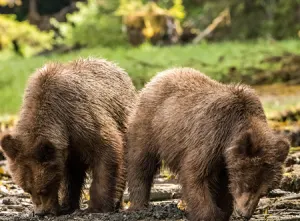 Grizzly Bear Viewing in Khutzeymateen
