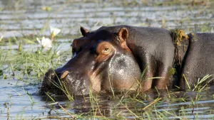 Victoria Falls River Safari